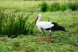 Ilustracja do artykułu stork-4300368_1920.jpg